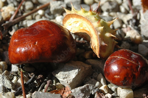 Kastanie