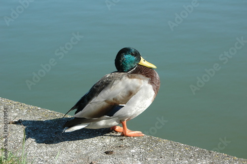 Ente