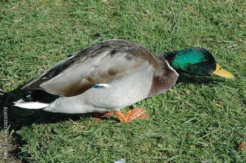 Ente