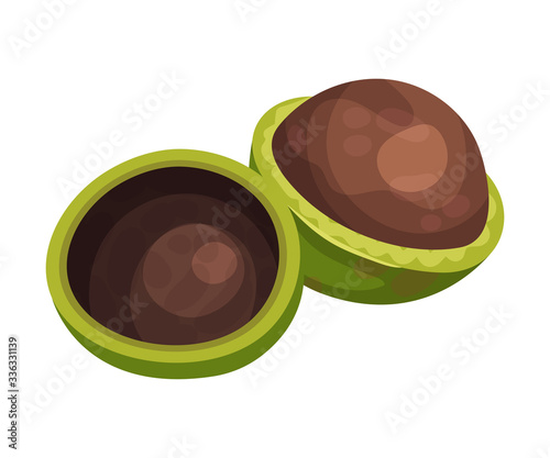 Whole and Shelled Macadamia Nut Vector Illustration