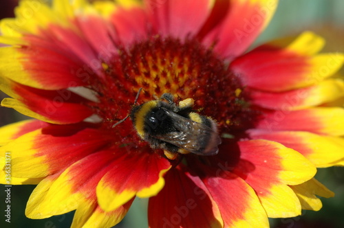 Hummel in Blume photo