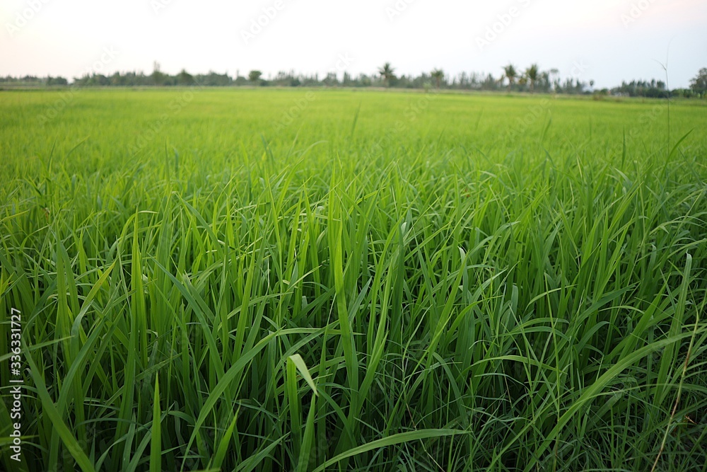 rice field in thailand rice field in thailand