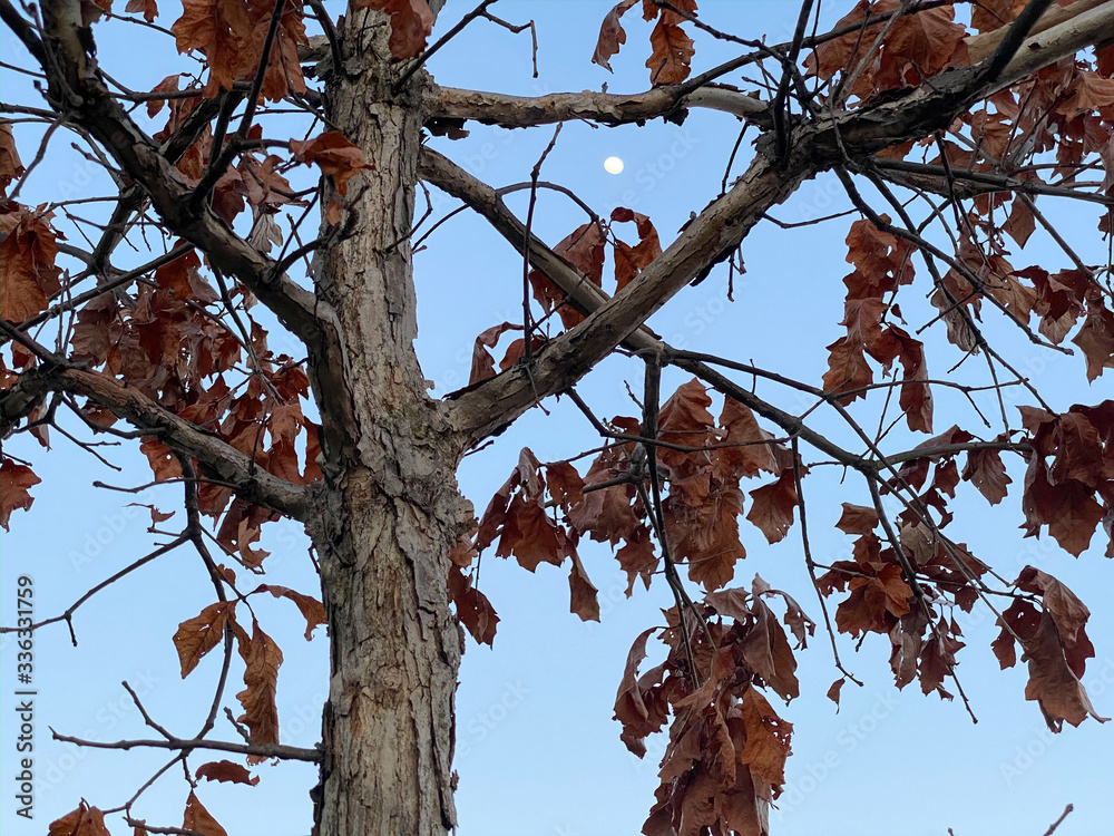 dead orange leaves tree moon blue hour dead orange leaves tree moon blue hour