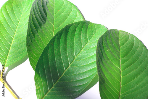 Close up guava leaf isolated on white background use as ingredient in cosmetic product and is a medicinal herb.