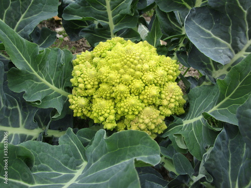 A cauliflower from the organic farm nearby