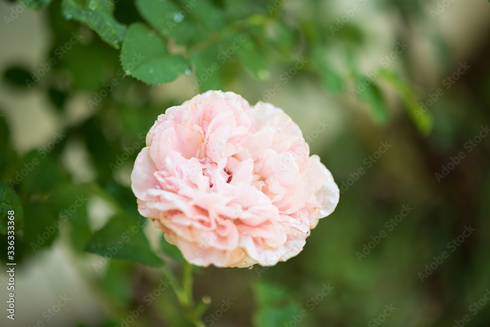 Beautiful pink roses flower in the garden Beautiful pink roses flower in the garden