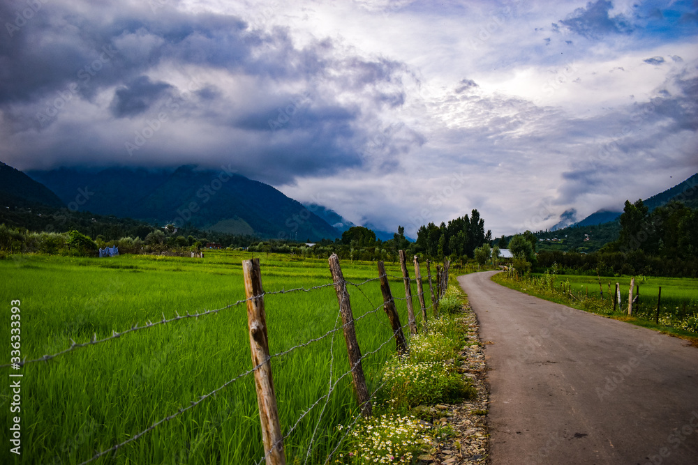An Eye catching view of Paddy fields with colored blue sky at Pahalgam Kashmir,India.