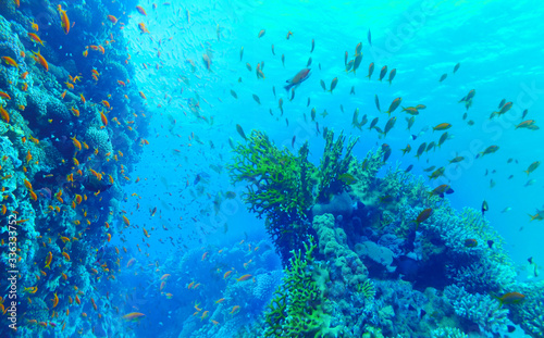 Fototapeta Naklejka Na Ścianę i Meble -  Underwater world. Coral fishes of Red sea.