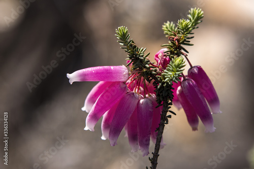 Schilderij op canvas Erica fynbos pink flower