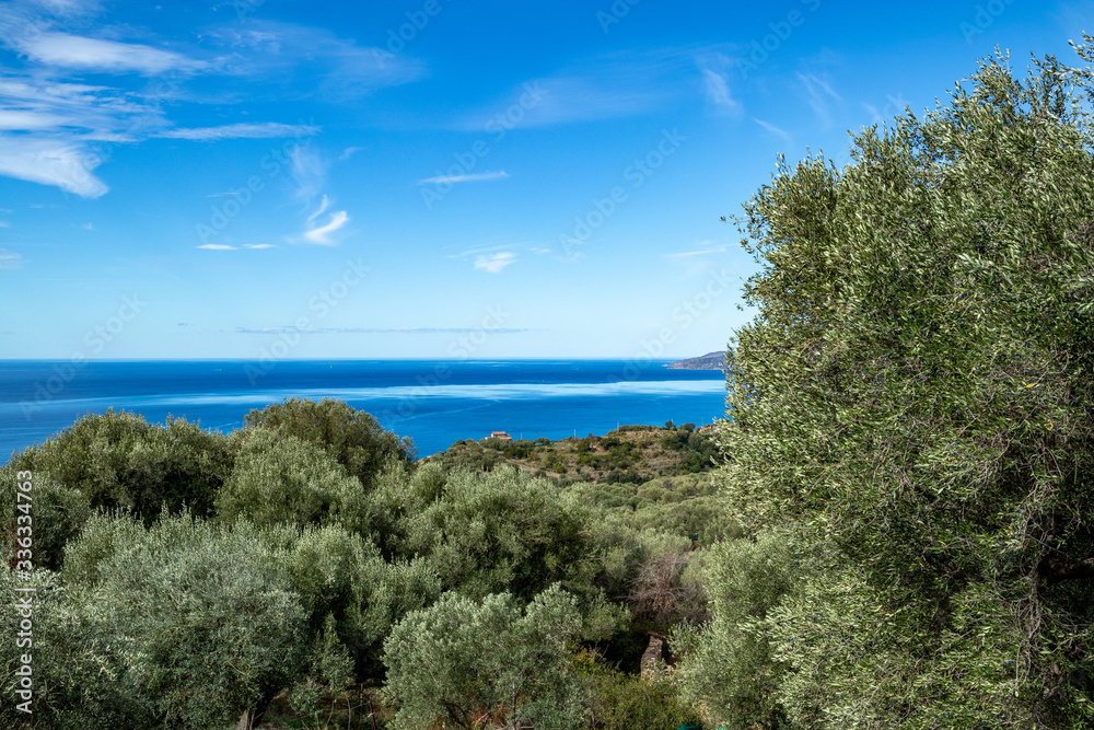 secular olive trees on the Tyrrhenian coast of Mediterranean sea. Pisciotta, Cilento, Salerno, Campania, Italy.