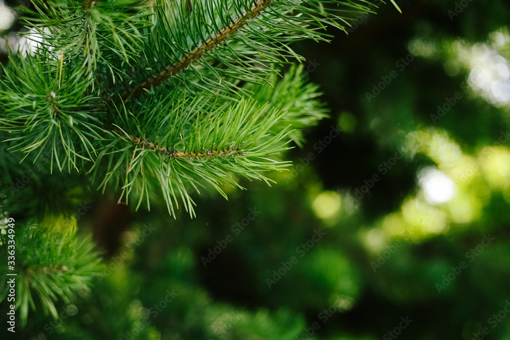Closeup photo of green needle pine tree. Blurred pine needles in background Closeup photo of green needle pine tree. Blurred pine needles in background