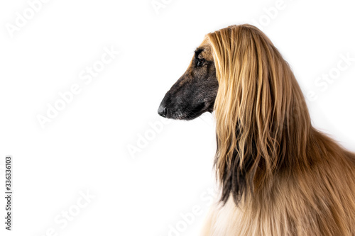 Afgan hound