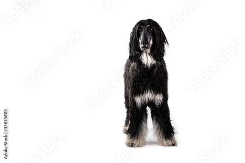 Afgan hound