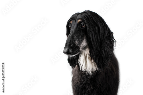 Afgan hound