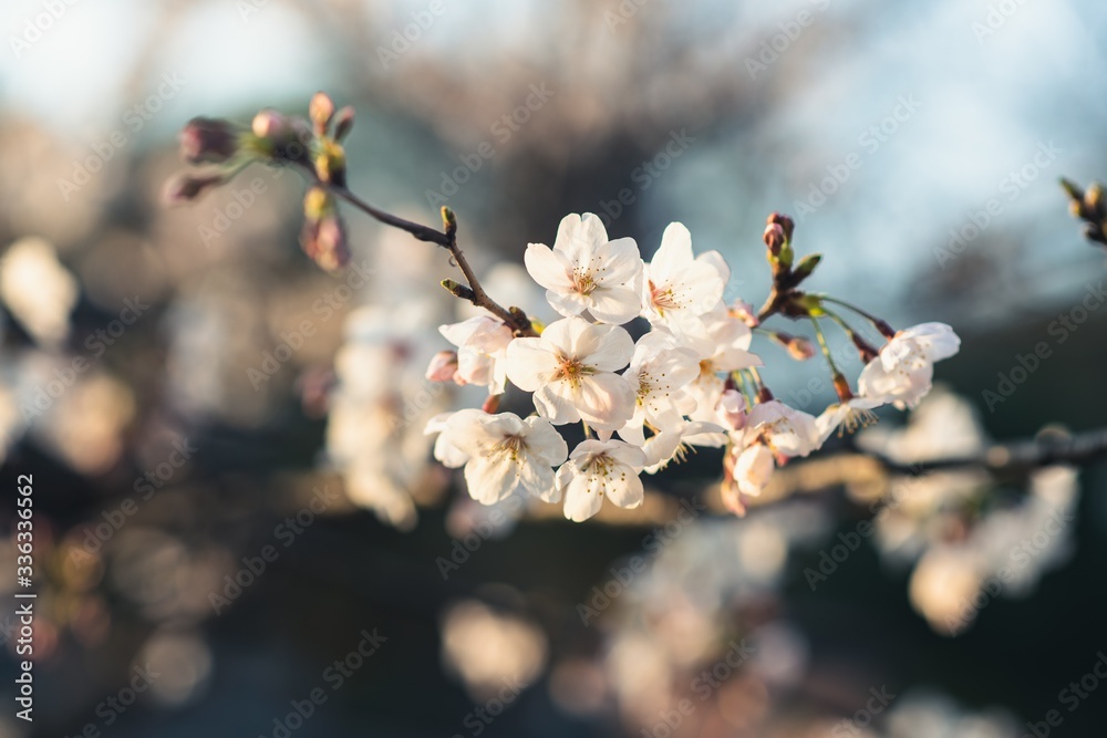 Beautiful cherry blossoms blooming in spring Beautiful cherry blossoms blooming in spring