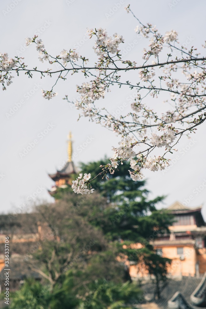 Beautiful cherry blossoms blooming in spring and Jiming temple in Nanjing city Beautiful cherry blossoms blooming in spring and Jiming temple in Nanjing city
