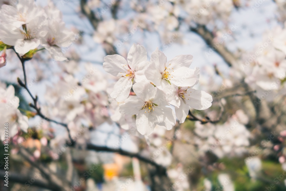 Beautiful cherry blossoms blooming in spring Beautiful cherry blossoms blooming in spring