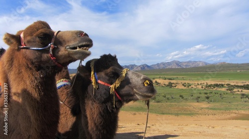 Proud camel in Mongol Els, Mongolia