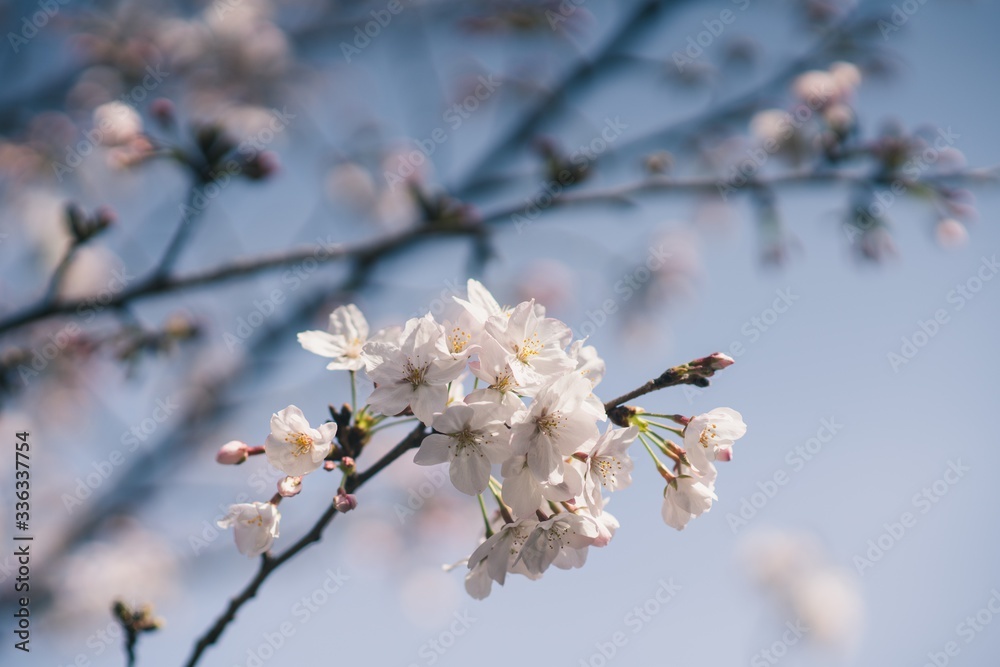 Beautiful cherry blossoms blooming in spring Beautiful cherry blossoms blooming in spring