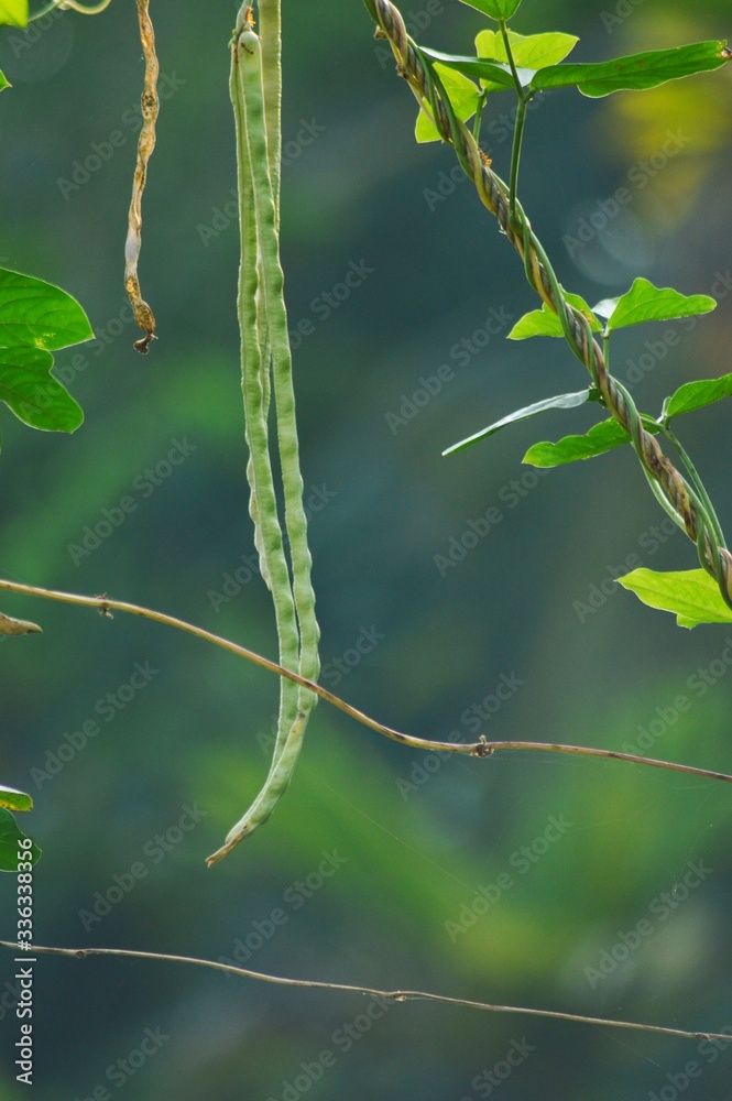 Yard long bean with blurred green background,vegetable home garden,healthy food. Yard long bean with blurred green background,vegetable home garden,healthy food.