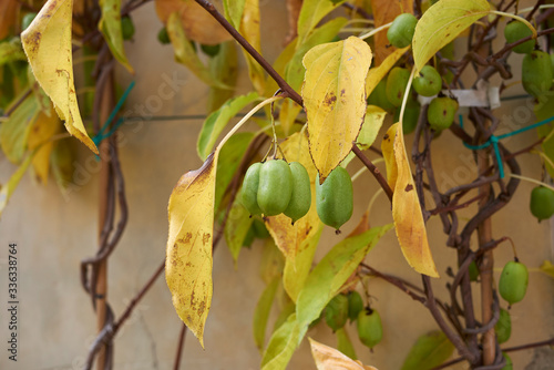 Actinidia arguta photo