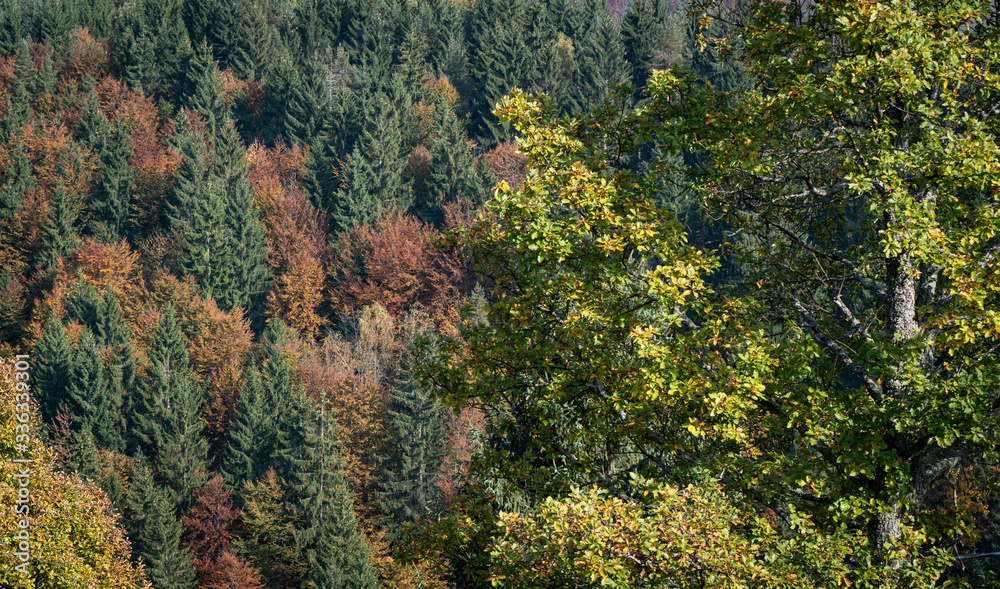 Trees woodland forest rural countryside