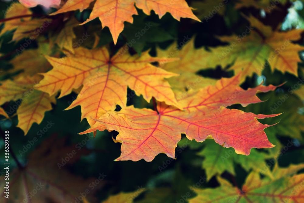 Yellow leaves. Can be used as a background, as an element for sites, in design. Yellow leaves. Can be used as a background, as an element for sites, in design.
