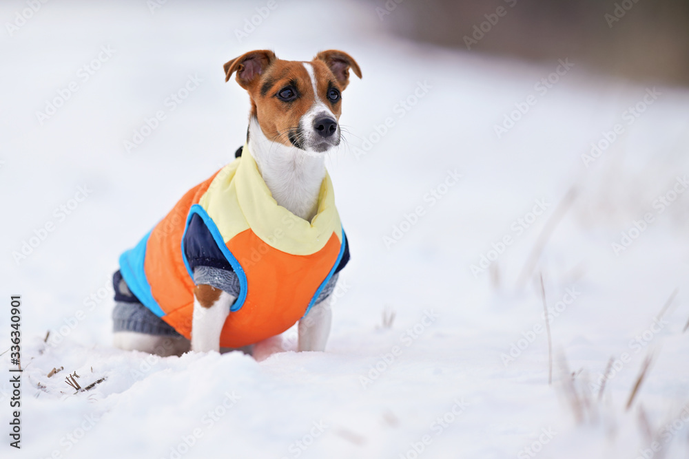 Jack Russell terrier sitting on snow covered field in winter, wearing bright orange warm jacket Jack Russell terrier sitting on snow covered field in winter, wearing bright orange warm jacket
