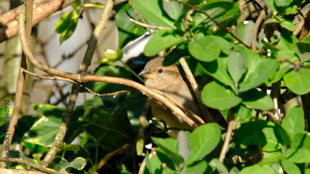 House sparrow in cover in urban house garden looking for food.
House sparrow in cover in urban house garden looking for food.