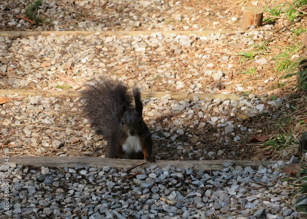 Naklejka premium Europäisches Eichhörnchen
