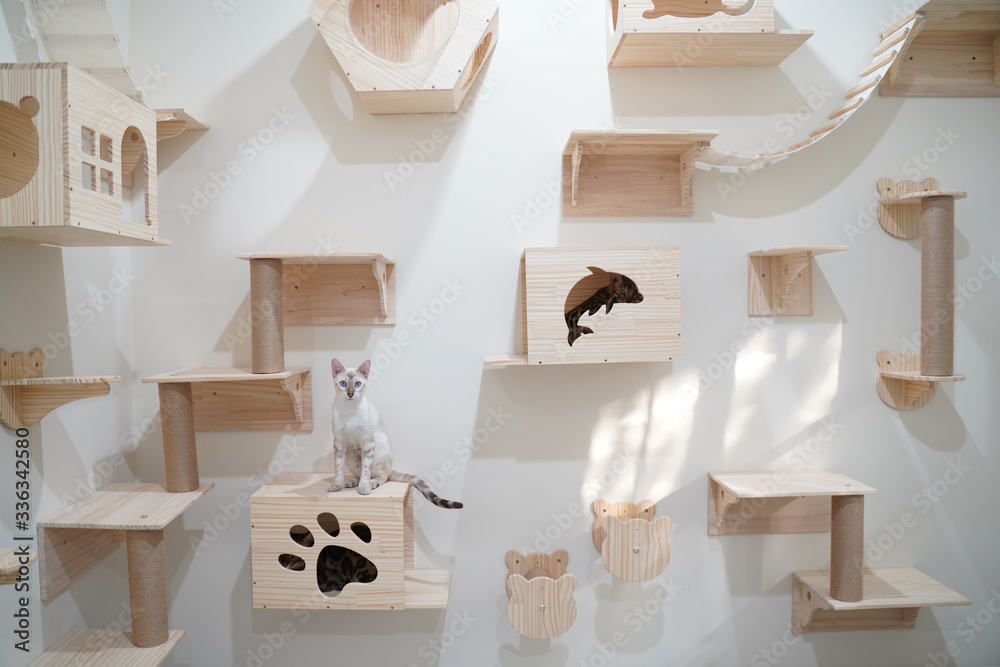 Bengal cat sitting on wall hanging box for climbing activity Stock