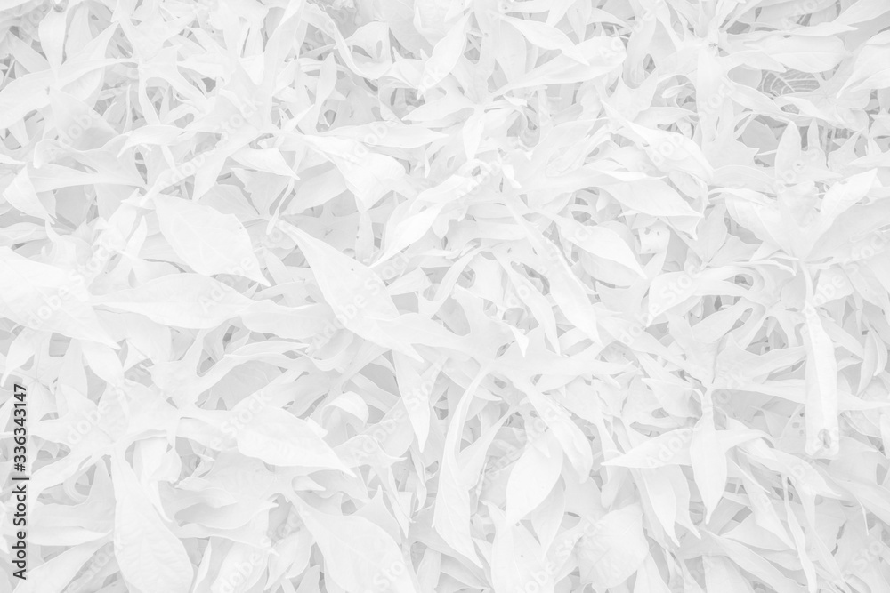 Vegetable white background - white leaf texture - natural black and white background