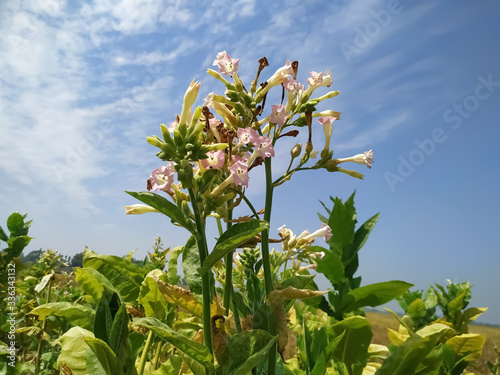 Tobacco leaf plant growing in the farm agriculture in. Pink flower blue sky