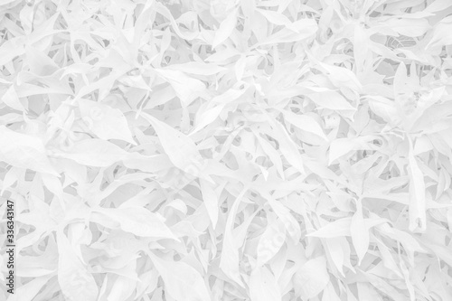 Vegetable white background - white leaf texture - natural black and white background
