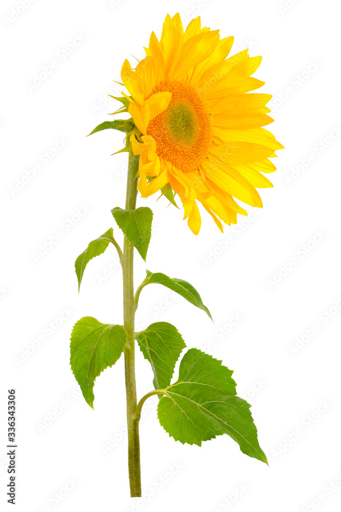Fototapeta premium Sunflower flower with green leaves Isolated on white