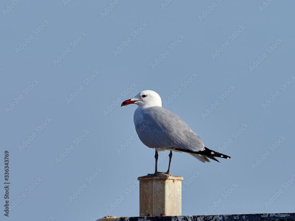 Audouin’s gull, Larus audouinii, perched on a pole, in the albufera de Valencia, Spain Audouin’s gull, Larus audouinii, perched on a pole, in the albufera de Valencia, Spain