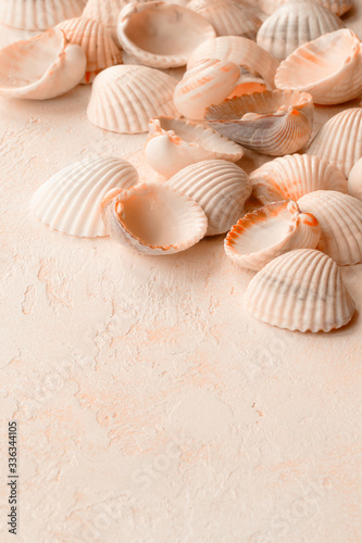 Seashells from the beach in delicate colors