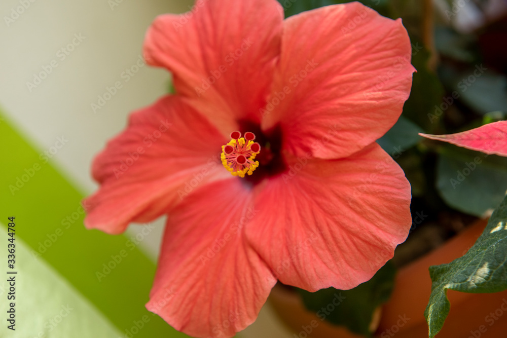 Close-up of beautiful red japanese rose (hibiscus); detail image Close-up of beautiful red japanese rose (hibiscus); detail image