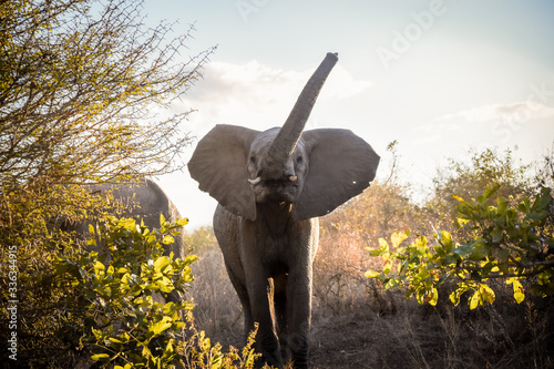 Wütender Elefant