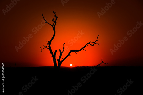 Toter Baum im Sonnenuntergang