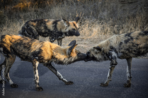Kämpfende Wildhunde