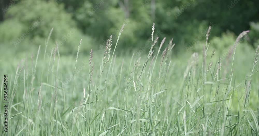 grass in the wind grass in the wind