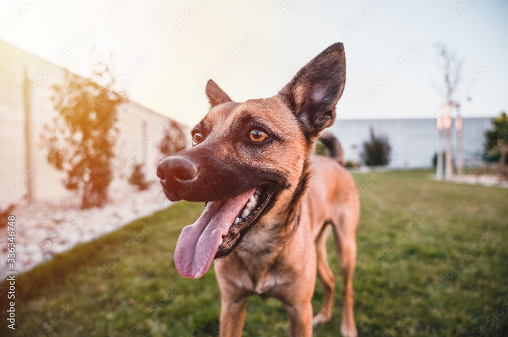 Dog with tongue out. Brown dog portrait. Small dog in garden. Brown dog by sunset.