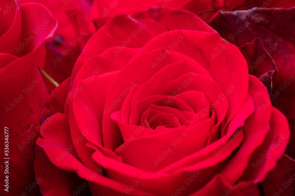 close-up of red roses close-up of red roses