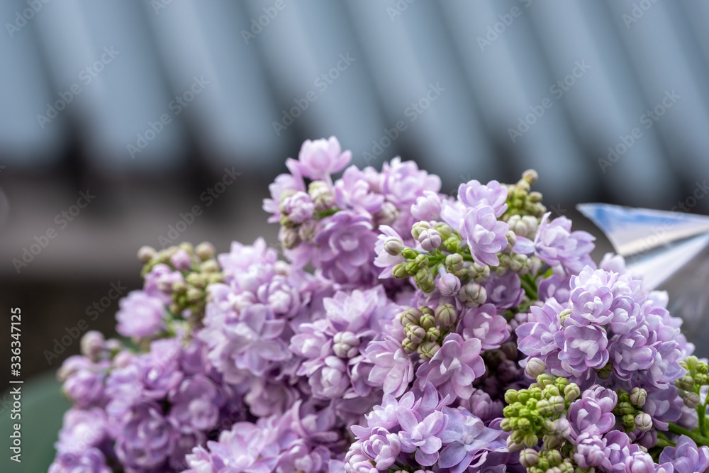 close-up of lilacs on blurred background