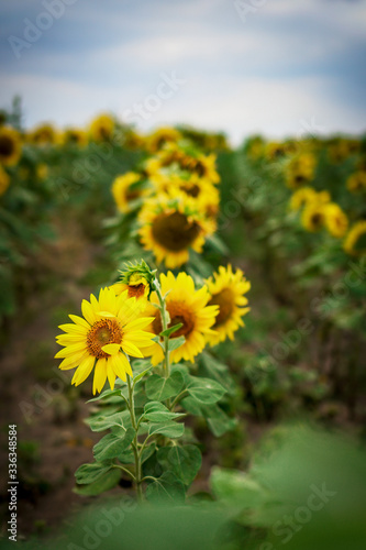 field with yellow sunflowers on a cloudy summer day