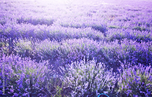 beautiful lavender field at sunset.Sunset over a violet lavender field in Provence