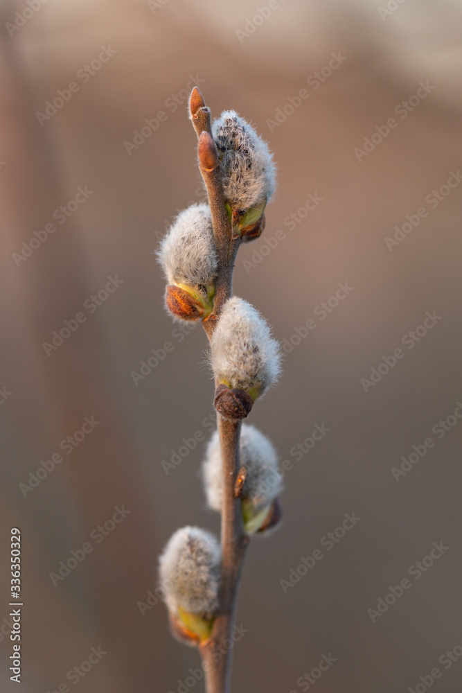 Catkins on a grey sallow shrub salix cinerea in early spring. salix ...