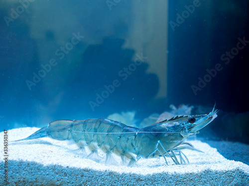 Vannamei shrimp, whiteleg shrimp, Pacific white shrimp or king prawn swimming in the aquarium tank. Close-up. photo
