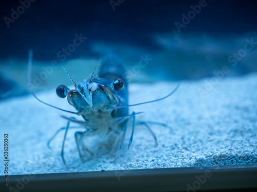 Vannamei shrimp, whiteleg shrimp, Pacific white shrimp or king prawn swimming in the aquarium tank. Close-up. photo